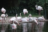 Flamingoes in the pond in Kowloon Park HK