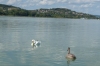Swan and cygnet, Lake Balaton, Siófok HU