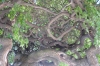 Gnarled tree. Tihany HU