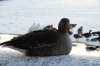 Birds around Tjörnin (lake) otherwise known as the sandwich bowl IS
