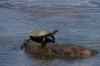 Turtle on the walk to Iguazú Falls AR