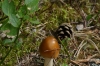 Funghi, Lammassaaren Forest Walk near Imatra FI