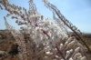 White flowers. Dingli Cliffs, Malta