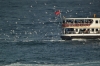 Feeding seaguls from a boats crossing the Bosphorus, from Guihane Park.
