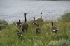 Geese at East Antler Creek, Yellowstone National Park, WY