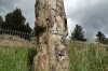 Petrified Tree (millions of years old) near Tower-Roosevelt, Yellowstone, WY