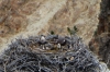 Osprey family in nest perched on rock at Canyon Falls, Yellowstone, WY