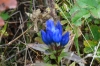 Blue flower, Jirisan National Park