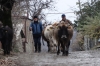 Cows brought home. Kisiskhevi Village