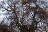 900 year old plane tree in Telavi