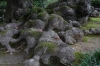 Old roots, Kenrokuen Gardens, Kanazawa, Japan