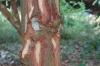 Cinnamon bark, Kidichi Spice Farm, Zanzibar Island, Tanzania