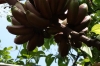 Red Bananas, Kidichi Spice Farm, Zanzibar Island, Tanzania