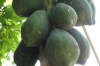 Papaya, Kidichi Spice Farm, Zanzibar Island, Tanzania