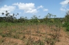 Casava (root), Kidichi Spice Farm, Zanzibar Island, Tanzania