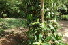 Peppercorn vine, Kidichi Spice Farm, Zanzibar Island, Tanzania