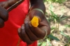 Tumeric root, Kidichi Spice Farm, Zanzibar Island, Tanzania