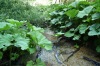 Huge leaves, Biogradska Lake ME