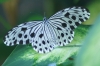 Butterfly Park, Kuala Lumpur MY