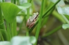 Butterfly Park, Kuala Lumpur MY
