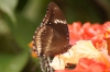 Butterfly Park, Kuala Lumpur MY