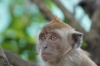 Monkeys at the entrance to the Bird Park, Kuala Lumpur MY