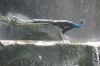 Bird Park, Kuala Lumpur MY