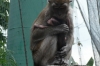 Monkeys at the entrance to the Bird Park, Kuala Lumpur MY