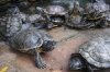 Turtles, special for their long life, in an overcrowded pond at the International Buddhist Pagoda, Kuala Lumpur MY