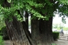 Ancient Ginko tree, Kumamoto Castle, Japan
