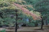 Early autumn leaves at Kinkaku (the Golden Pavilion), Kyoto, Japan