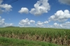 Sugar cane, La Romana DO