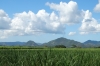 Sugar cane fields, La Romana DO