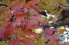 Autumn leaves. Rukh Ordo museum cum theme park, Cholpon-Ata KG