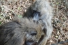 Baboons, Lake Manyara Park, Tanzania