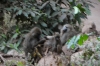 Baboons, Lake Manyara Park, Tanzania