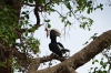 Silver Crested Hornet, Lake Manyara Park, Tanzania