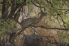 Kill Springer (antelope family), Lake Manyara Park, Tanzania