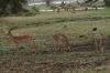 Male Impalas, Lake Manyara Park, Tanzania