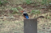 Gray Headed Kingfisher, Lake Manyara Park, Tanzania