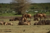 Wildebeest, Lake Manyara Park, Tanzania