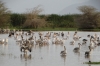 Pelicans on Lake Manyara, Tanzania