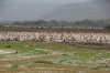 Pelicans on Lake Manyara, Tanzania