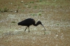 Black Ibis, Lake Manyara Park, Tanzania