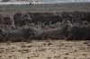 Buffalo getting settledfor the night at Lake Manyara Park, Tanzania