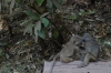 Young Verved Monkeys playing, Lake Manyara Park, Tanzania