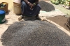 Maize. Market Day in Mbuyuni, Tanzania