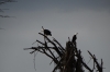 Fish Eagle on Lake Naivasha, Kenya