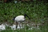 Sacred Ibis, Lake Naivasha, Kenya