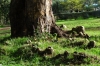 Knarly roots, Lake Naivasha, Kenya